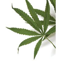 Custom foe flower - 1