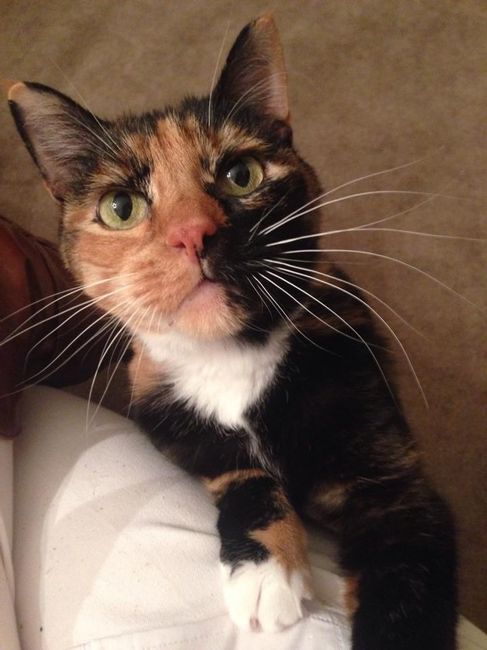 NWR Happy Fursday! Show me your fur babies!