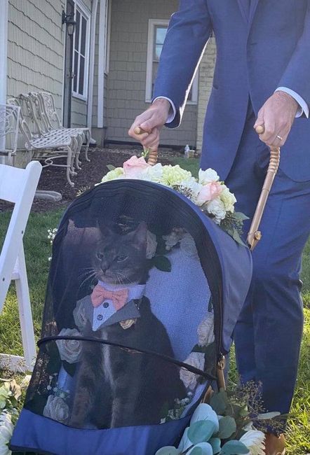 Cat as ringbearer - funny - 1