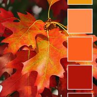 Need help with color schemes for leave changing season! - 1