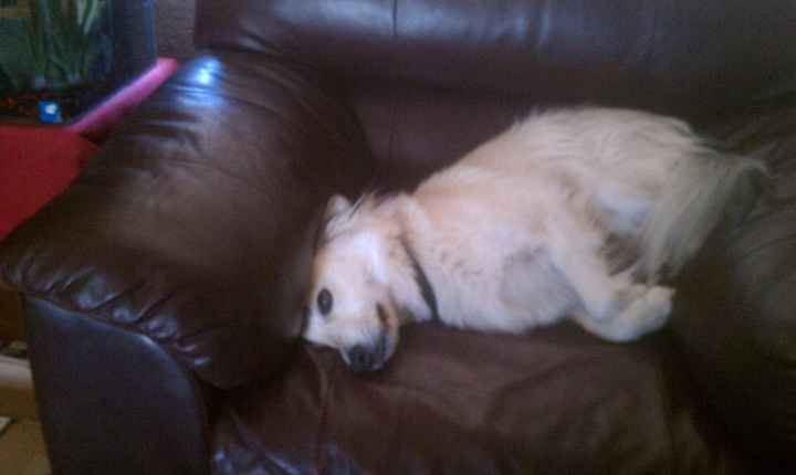 Just for fun, lets see your crazy pet child....