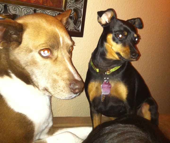 NWR: Pets of WW?