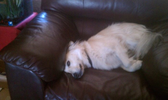 Just for fun, lets see your crazy pet child....