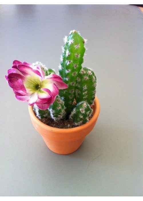 DIY Ideas for a Summer Backyard Reception! On a budget!! but want it to be nice!! Desert/Utah Nature