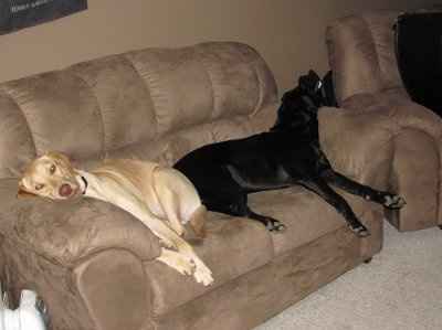 Show off your furbabies!