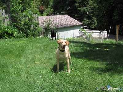 Show off your furbabies!