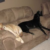 Show off your furbabies!