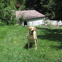 Show off your furbabies!