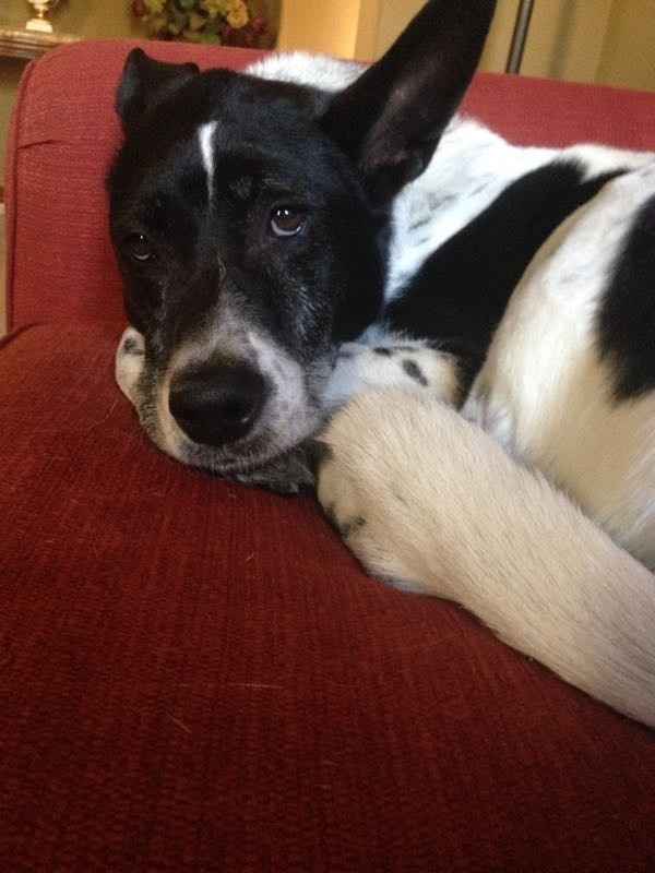 NWR: National Dog Day!