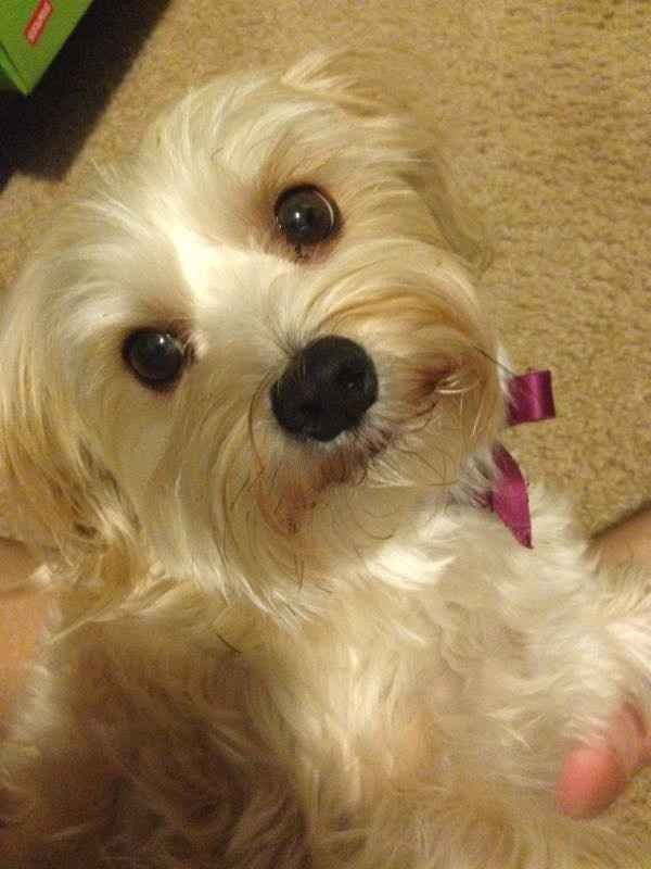 NWR: National Dog Day!