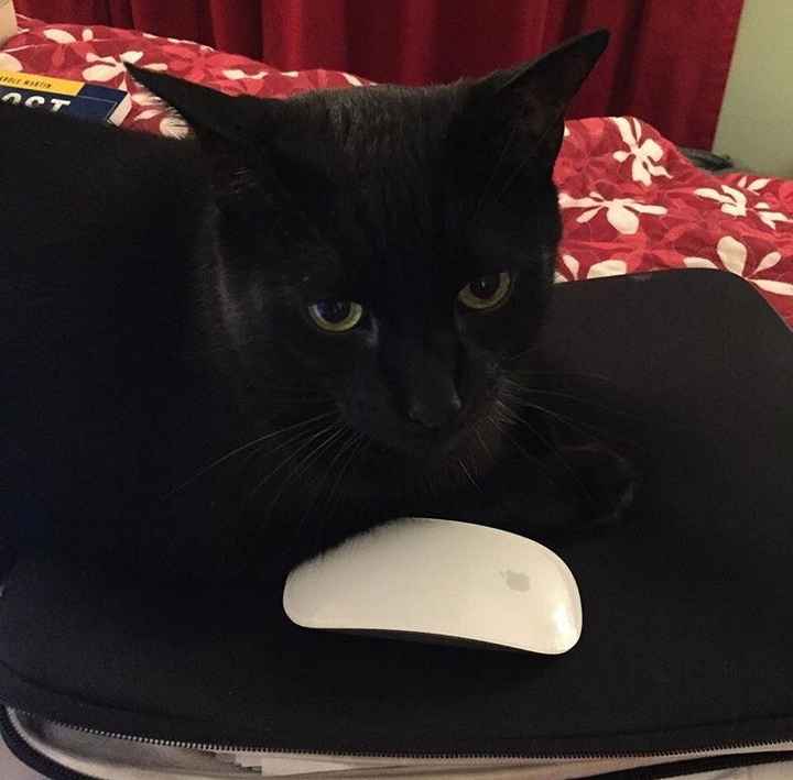 NWR: longest week ever. Need kitten pictures