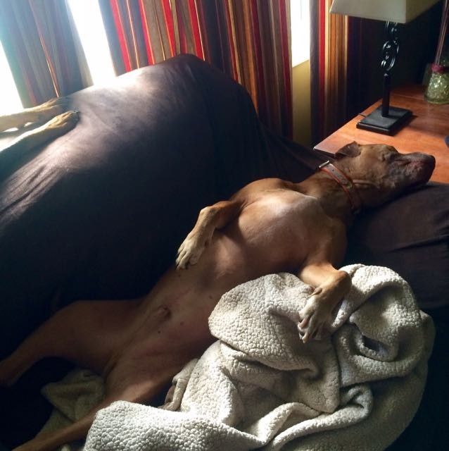 NWR - Pet pictures