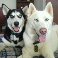 NWR- pets! We love them show me yours :)