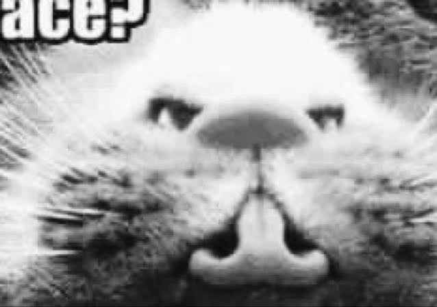 NWR- let me see your fur babies, awake and scared