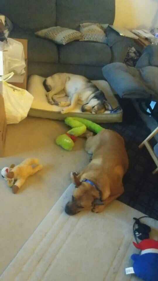 NWR- Puppy Lovin