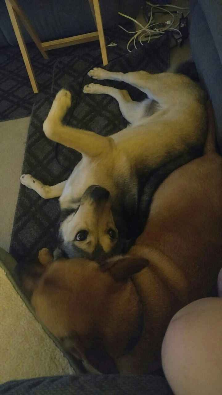 NWR: National Dog Day!