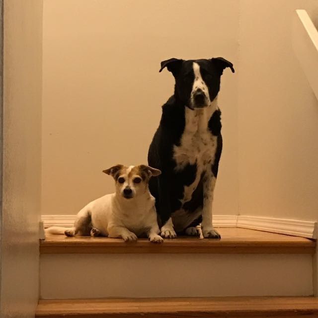 NWR- My fur kids