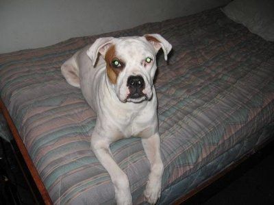Show us your pets!