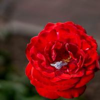 Sharing your ring on social media? - 1