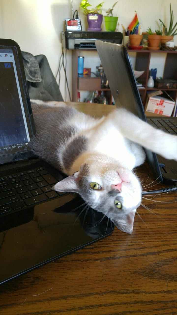 KWR: Who else missed their pets?