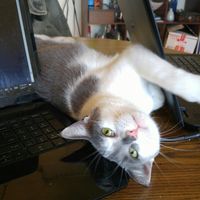 KWR: Who else missed their pets?