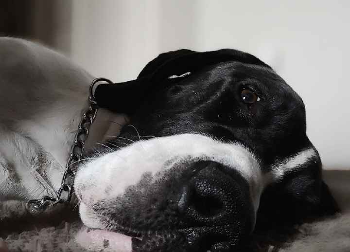 Show me your fiance and pet - 1