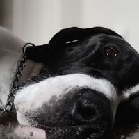 Show me your fiance and pet - 1