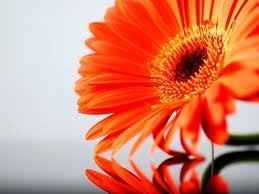 Need Inspiration!!