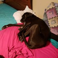 DIY flowers for fur baby