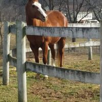 NWR: National Dog Day!