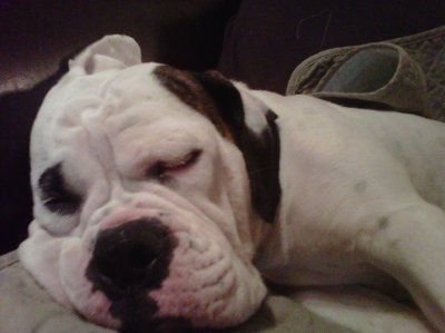 *NWR* Show me your pets/animals! *PICS*