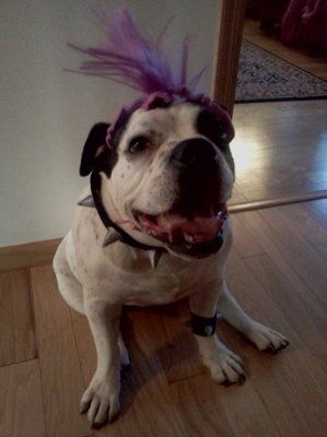 NWR:  Dressing your furbabies up for Halloween?