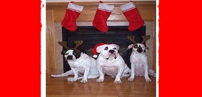 NWR: I want to see your pets!