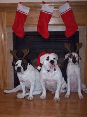 NWR: Lets see our pets!!