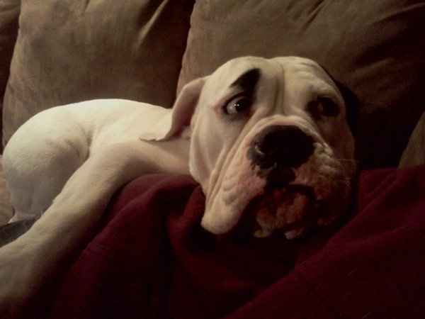 Furbabies (to lighten the mood)