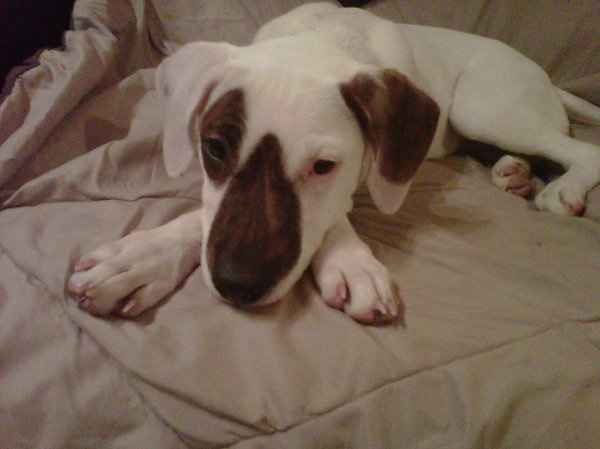 Furbabies (to lighten the mood)