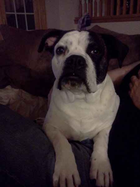 Furbabies (to lighten the mood)