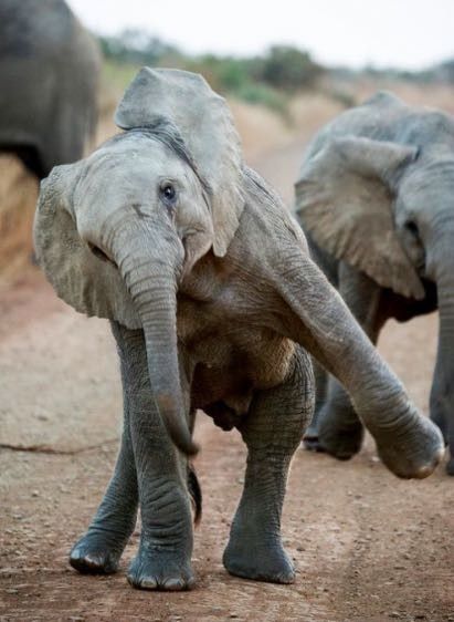 Calling All Animals!!!-Need Help!