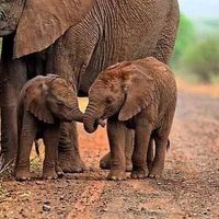 Show off your fiance!