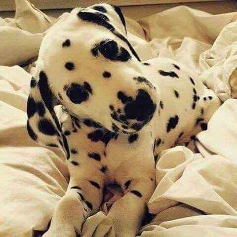 NWR- puppies, Dalmatians!
