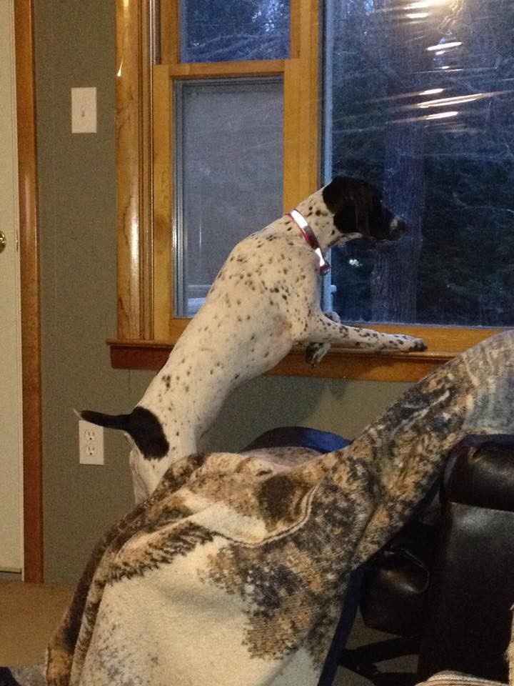 NWR: Happy Furry Fursday, let's see them fur babies!