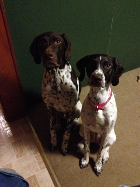 NWR - Dog Mommas: Convince me Otherwise!