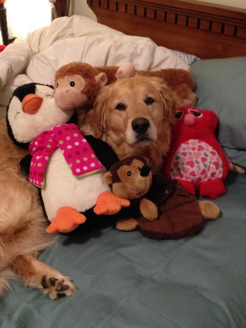 NWR Happy Fursday! Show me your fur babies!