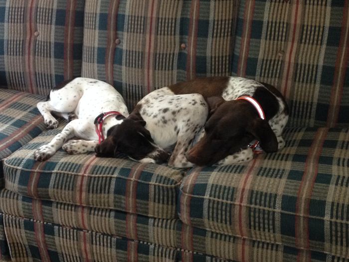 NWR Happy Fursday! Show me your fur babies!
