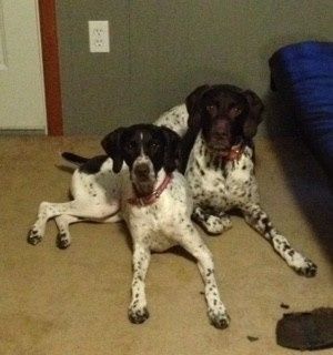 NWR: Happy Furry Fursday, let's see them fur babies!