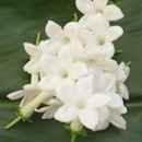 Can anyone tell me what flower this is?