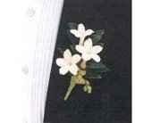 Can anyone tell me what flower this is?