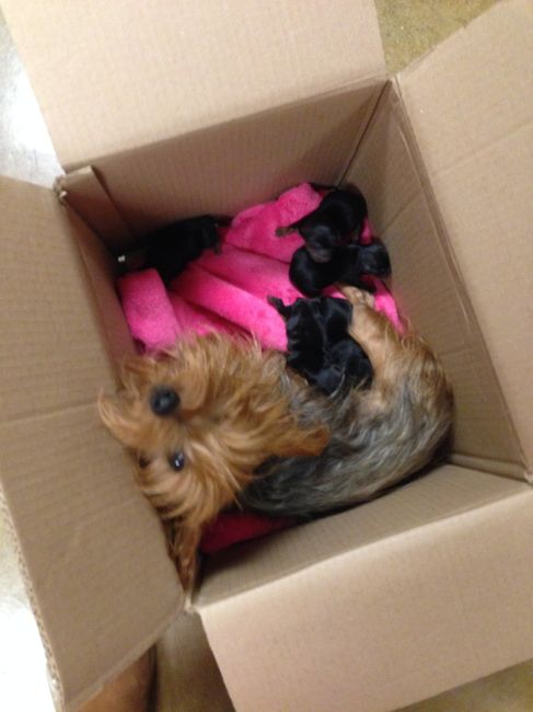 NWR: pets!