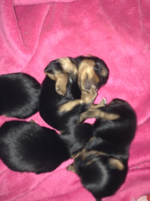 NWR: pets!