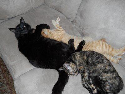 Furbabies!!! Lets show them off!